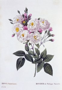 Rosa Noisettiana, pubblicato 1824-26 da Pierre Joseph Redouté